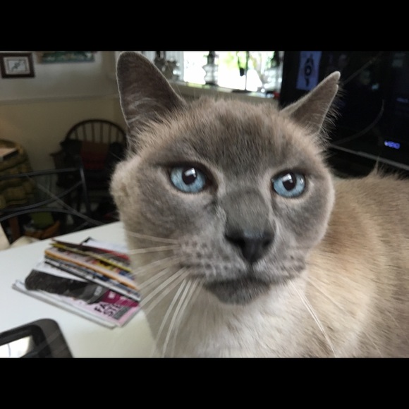 Meet your Posher, Dorothy - Picture 1 of 1